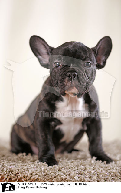 sitzender Franzsische Bulldogge / sitting French Bulldog / RR-59213
