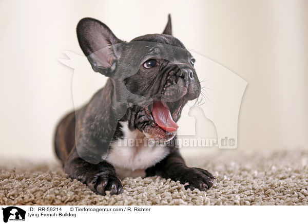 liegende Franzsische Bulldogge / lying French Bulldog / RR-59214