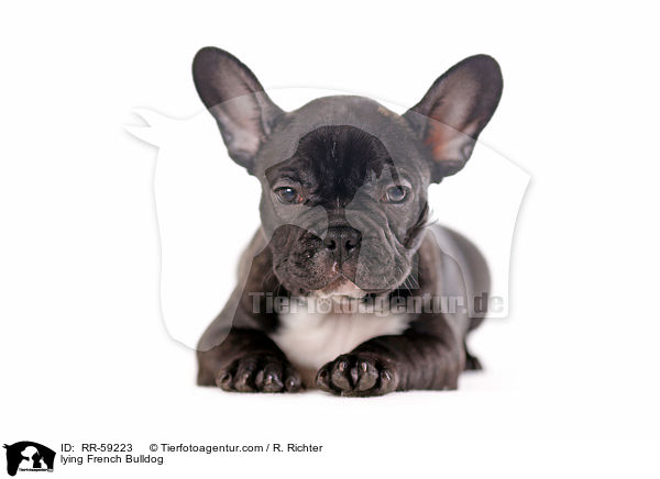 liegende Franzsische Bulldogge / lying French Bulldog / RR-59223