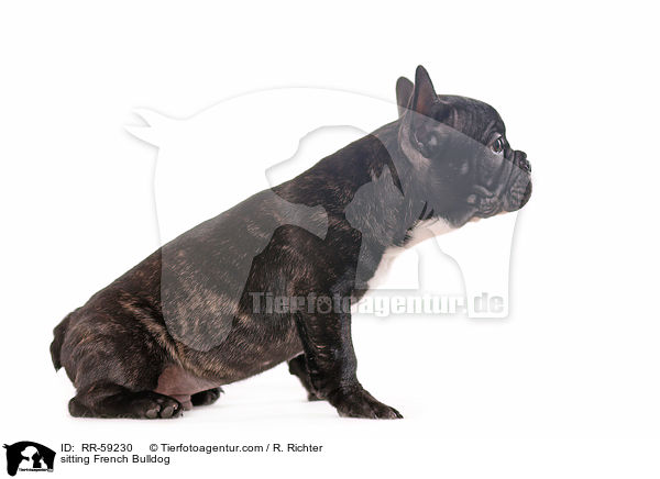 sitzender Franzsische Bulldogge / sitting French Bulldog / RR-59230