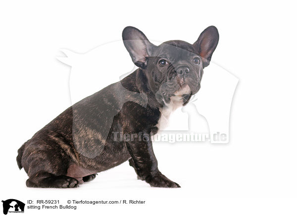 sitzender Franzsische Bulldogge / sitting French Bulldog / RR-59231