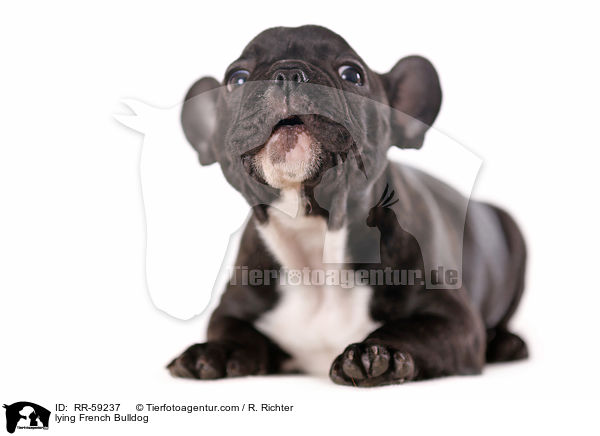 liegende Franzsische Bulldogge / lying French Bulldog / RR-59237