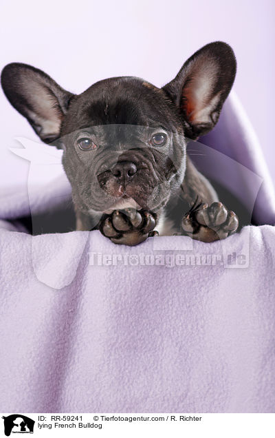 liegende Franzsische Bulldogge / lying French Bulldog / RR-59241