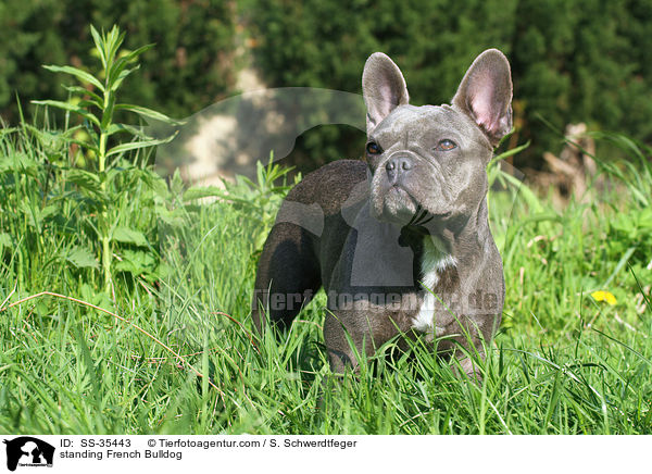 stehende Franzsische Bulldogge / standing French Bulldog / SS-35443