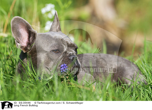 liegende Franzsische Bulldogge / lying French Bulldog / SS-35446