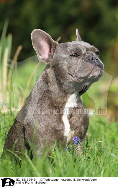 sitzende Franzsische Bulldogge / sitting French Bulldog / SS-35449