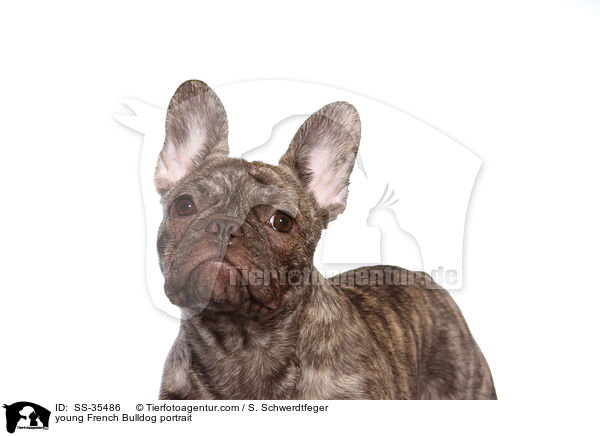 junge Franzsische Bulldogge im Portrait / young French Bulldog portrait / SS-35486