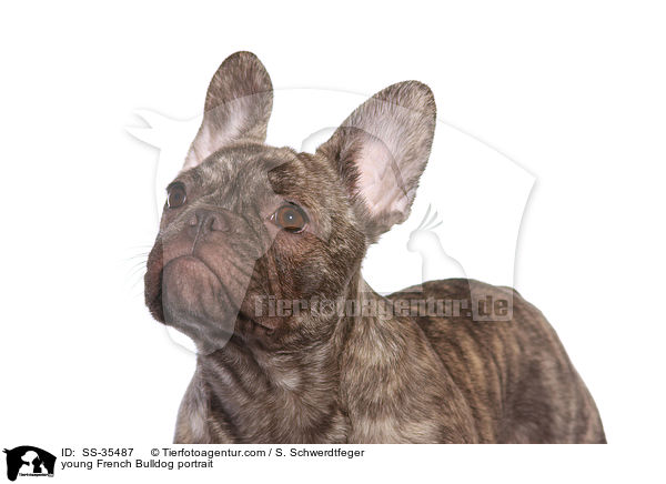junge Franzsische Bulldogge im Portrait / young French Bulldog portrait / SS-35487