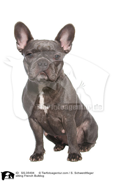 sitzende Franzsische Bulldogge / sitting French Bulldog / SS-35494