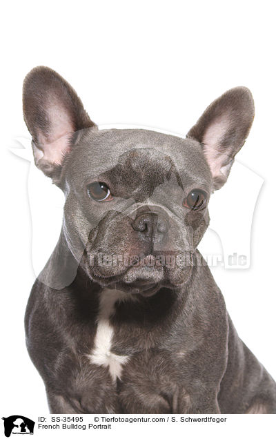Franzsische Bulldogge Portrait / French Bulldog Portrait / SS-35495