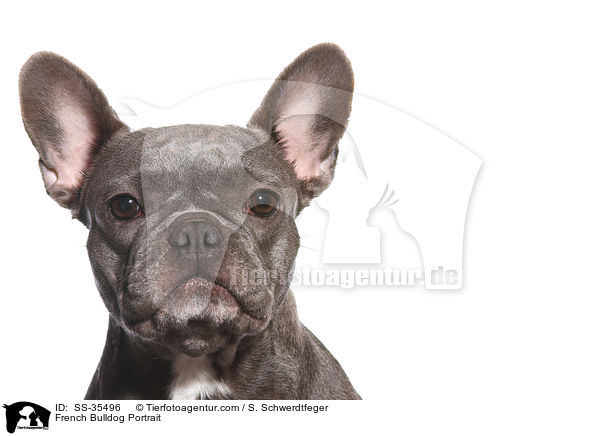 Franzsische Bulldogge Portrait / French Bulldog Portrait / SS-35496