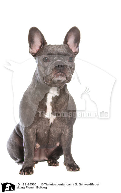 sitzende Franzsische Bulldogge / sitting French Bulldog / SS-35500