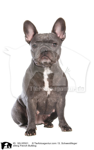 sitzende Franzsische Bulldogge / sitting French Bulldog / SS-35501