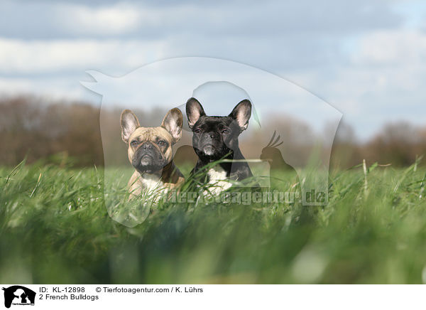 2 Franzsische Bulldoggen / 2 French Bulldogs / KL-12898