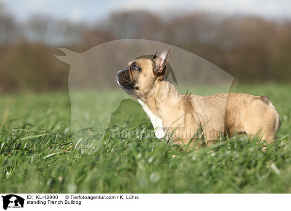 stehende Franzsische Bulldogge / standing French Bulldog / KL-12900