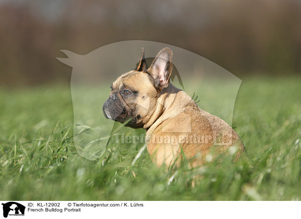 Franzsische Bulldogge Portrait / French Bulldog Portrait / KL-12902