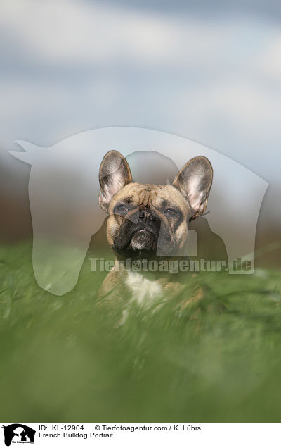 Franzsische Bulldogge Portrait / French Bulldog Portrait / KL-12904