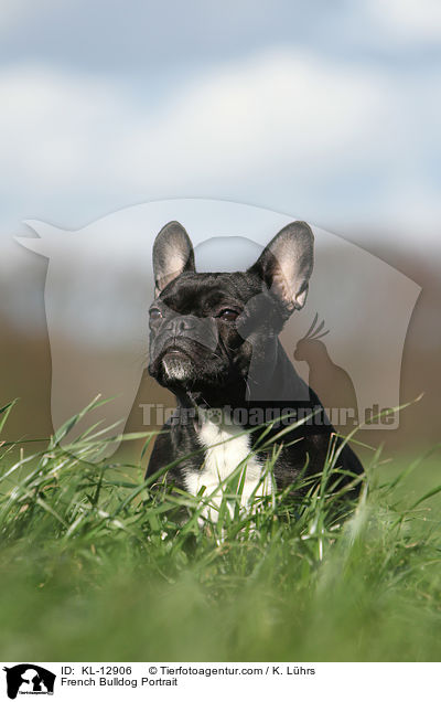 Franzsische Bulldogge Portrait / French Bulldog Portrait / KL-12906