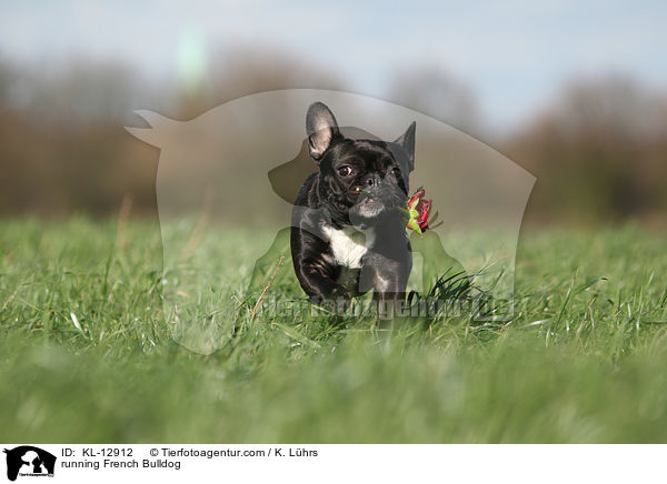 rennende Franzsische Bulldogge / running French Bulldog / KL-12912