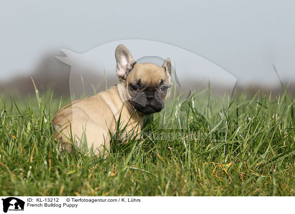 Franzsische Bulldogge Welpe / French Bulldog Puppy / KL-13212