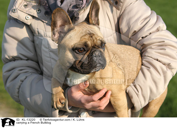 Franzsische Bulldogge wird getragen / carrying a French Bulldog / KL-13220