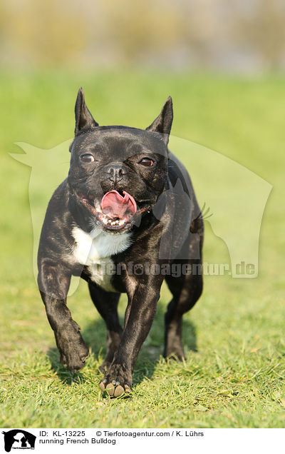 rennende Franzsische Bulldogge / running French Bulldog / KL-13225