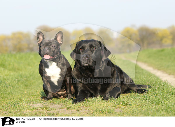 2 Hunde / 2 dogs / KL-13228
