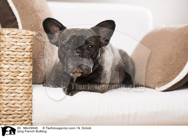 liegende Franzsische Bulldogge / lying French Bulldog / NN-09946