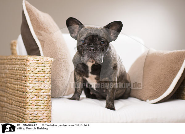 sitzende Franzsische Bulldogge / sitting French Bulldog / NN-09947