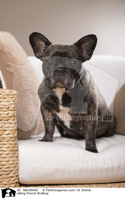 sitzende Franzsische Bulldogge / sitting French Bulldog / NN-09948