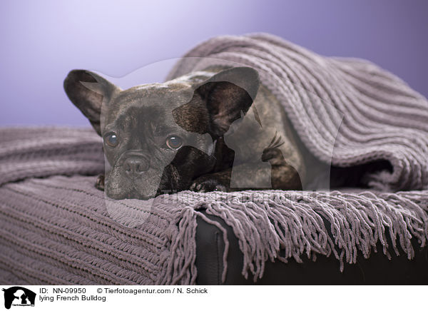 liegende Franzsische Bulldogge / lying French Bulldog / NN-09950