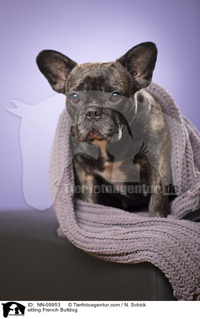 sitzende Franzsische Bulldogge / sitting French Bulldog / NN-09953