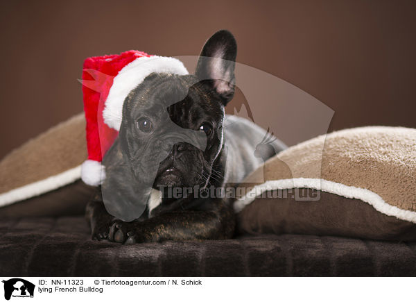 liegende Franzsische Bulldogge / lying French Bulldog / NN-11323