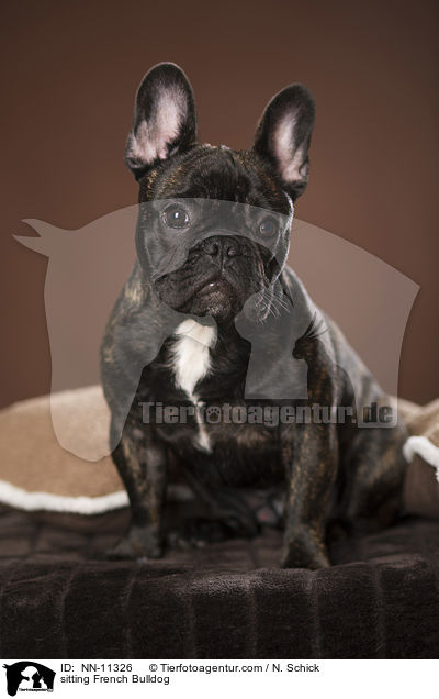 sitzende Franzsische Bulldogge / sitting French Bulldog / NN-11326