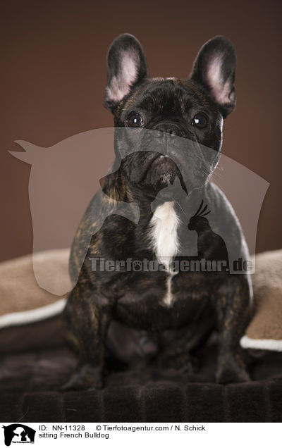 sitzende Franzsische Bulldogge / sitting French Bulldog / NN-11328