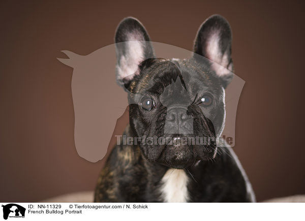 French Bulldog Portrait / NN-11329