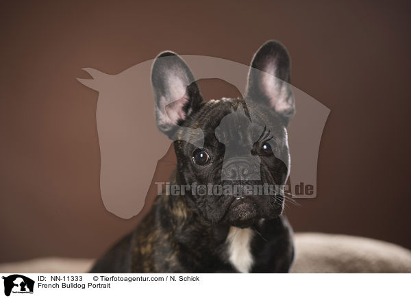 Franzsische Bulldogge Portrait / French Bulldog Portrait / NN-11333
