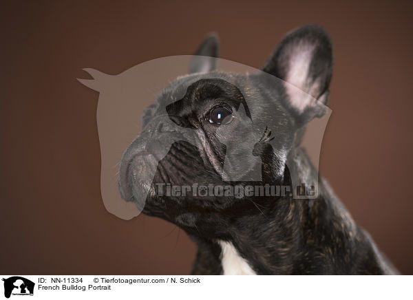 Franzsische Bulldogge Portrait / French Bulldog Portrait / NN-11334