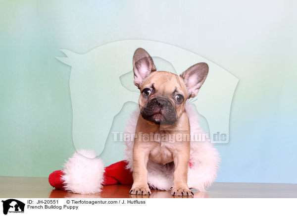 Franzsische Bulldogge Welpe / French Bulldog Puppy / JH-20551