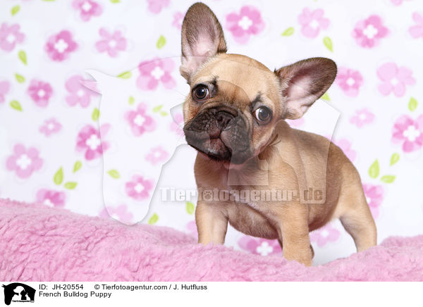 Franzsische Bulldogge Welpe / French Bulldog Puppy / JH-20554