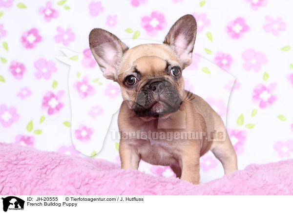 Franzsische Bulldogge Welpe / French Bulldog Puppy / JH-20555