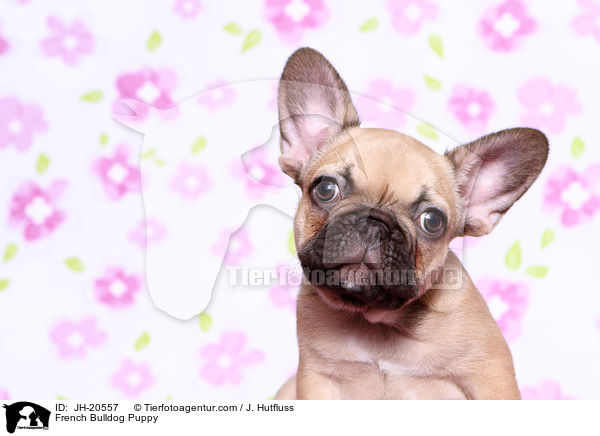 Franzsische Bulldogge Welpe / French Bulldog Puppy / JH-20557
