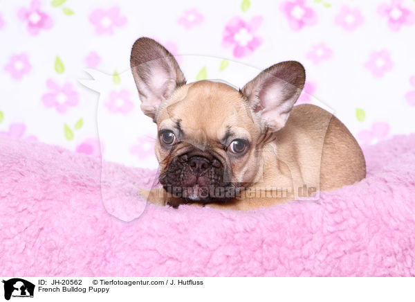 Franzsische Bulldogge Welpe / French Bulldog Puppy / JH-20562