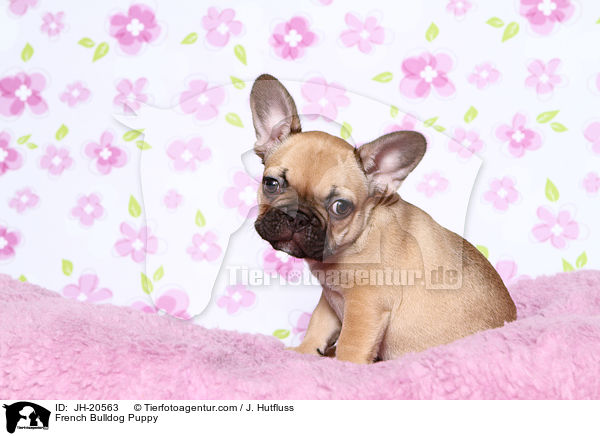 Franzsische Bulldogge Welpe / French Bulldog Puppy / JH-20563