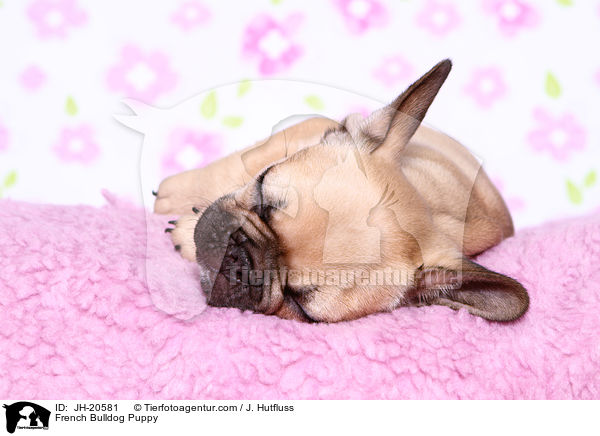 Franzsische Bulldogge Welpe / French Bulldog Puppy / JH-20581