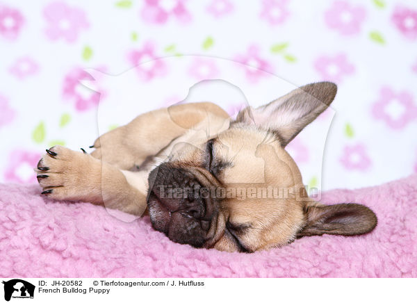 Franzsische Bulldogge Welpe / French Bulldog Puppy / JH-20582