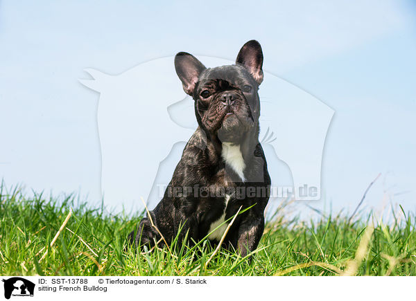 sitzende Franzsische Bulldogge / sitting French Bulldog / SST-13788
