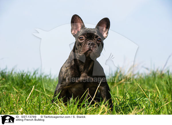 sitzende Franzsische Bulldogge / sitting French Bulldog / SST-13789
