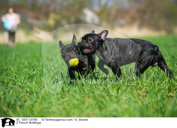 2 Franzsische Bulldoggen / 2 French Bulldogs / SST-13790