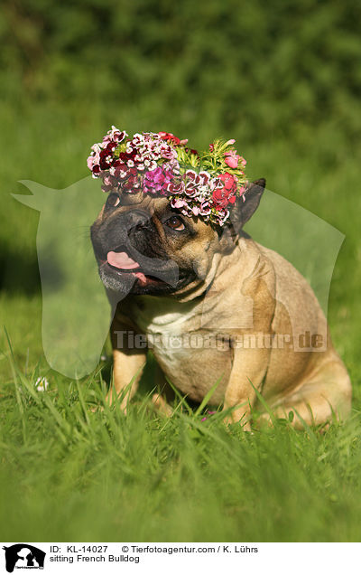 sitzende Franzsische Bulldogge / sitting French Bulldog / KL-14027